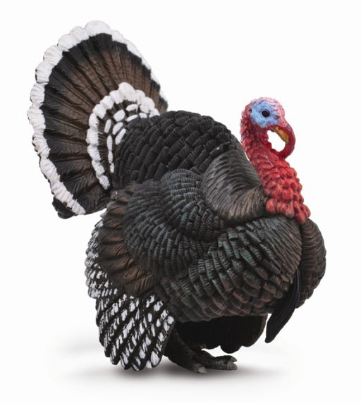 The wild turkey has long, powerful legs, a long neck, and a large, fan-shaped tail. The tip of the tail is usually chestnut-brown or white. Measures 7.9cm x8.1cm.