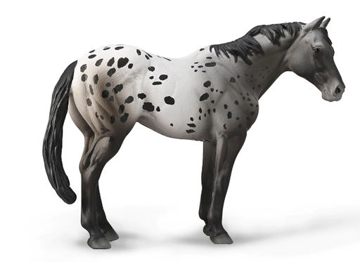 The Appaloosa is known for its uniquely spotted coat that comes in many patterns. They are hardy horses that make excellent stock, pleasure, and trail mounts.