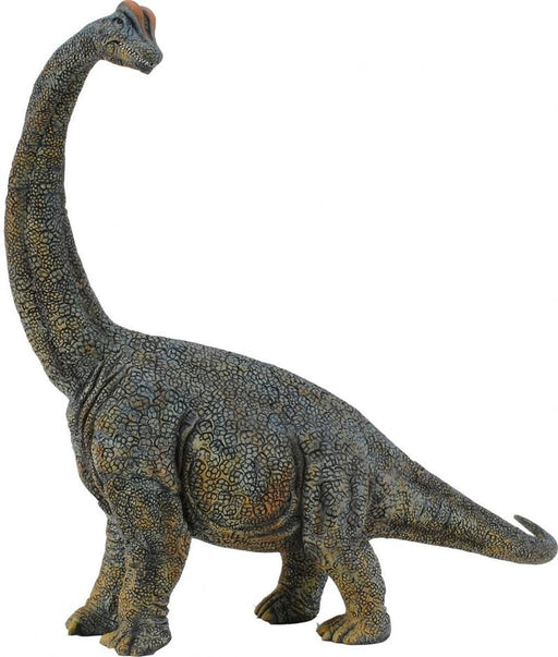 With front legs that were longer than its back legs, the Brachiosaurus stood about 50 feet tall, perfect for foraging among the tree tops. This well-known dinosaur lived during the Jurassic period, 156 - 145 million years ago. Each prehistoric figure in t