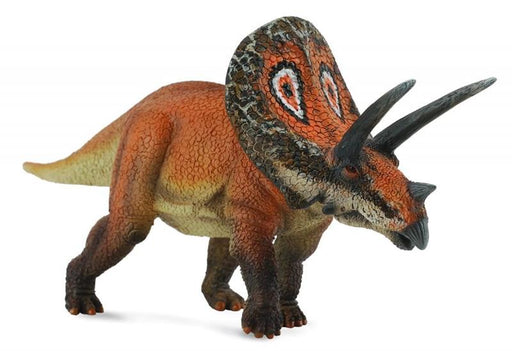 Some scientists now theorize that the Torosaurus, with its larger, perforated frill, may be a fully mature Triceratops, but no conclusions have been reached. The Torosaurus was herbivorous, able to chew tough plants and ferns that grew during the Cretaceo
