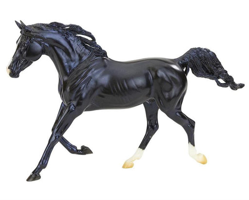 Arabians are one of the most popular breeds, and this stunning black stallions ebony coat and white markings are breathtaking! 