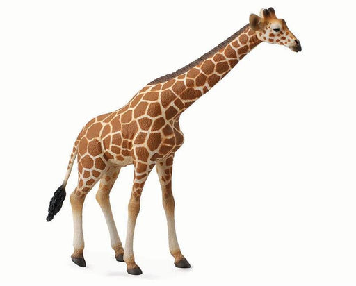 The Reticulated Giraffe is the most common in zoos around the world. Their heart weighs about 25 pounds. They have four chambers to the stomach, and valves that turn off the flow of blood to their necks when they bend down.